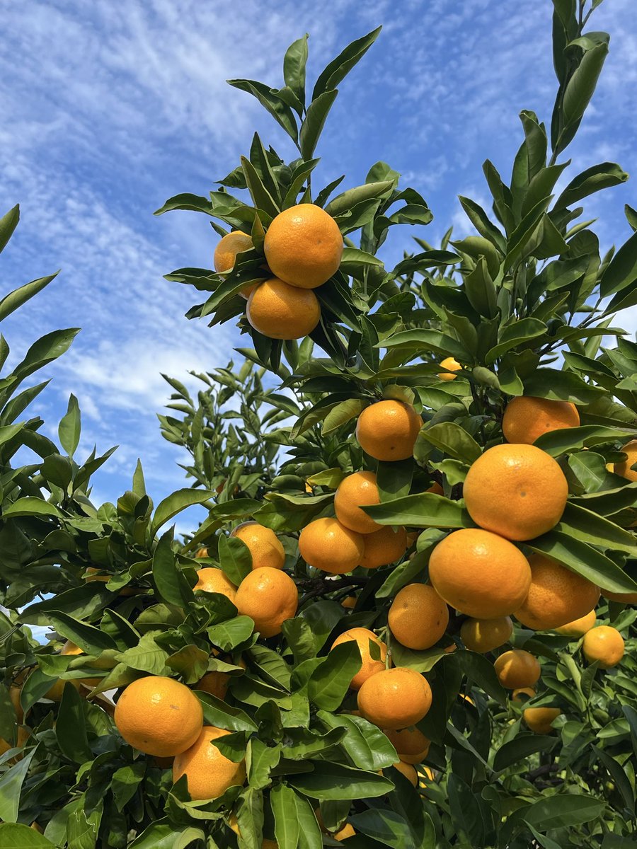 りんごミカン様*°♡ ミカンゼリー🍊⭐ on X