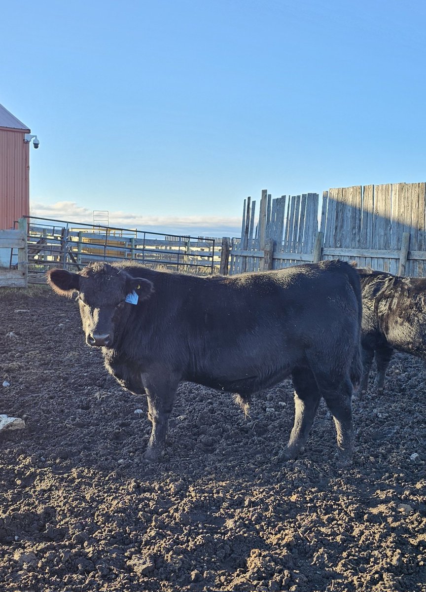 Bull calves are settled in nicely now after weaning.