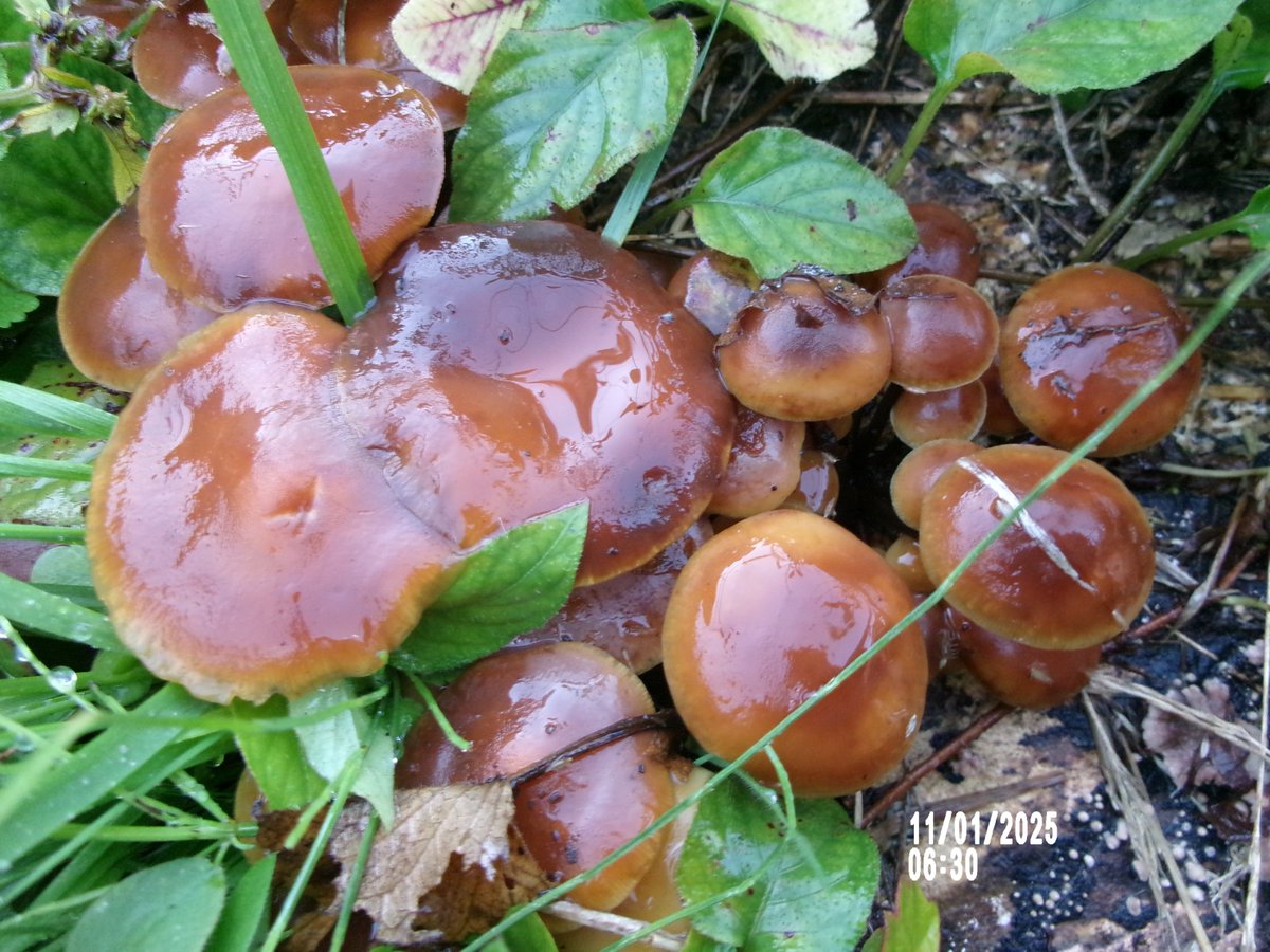 のりちゃんページ のりを‎ on X