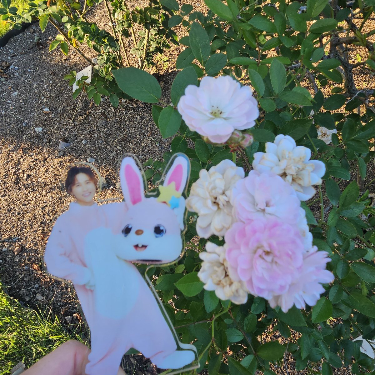 nanaページ Nana🎩🌹🐈‍⬛🍴 (@na0715125) / Posts / X