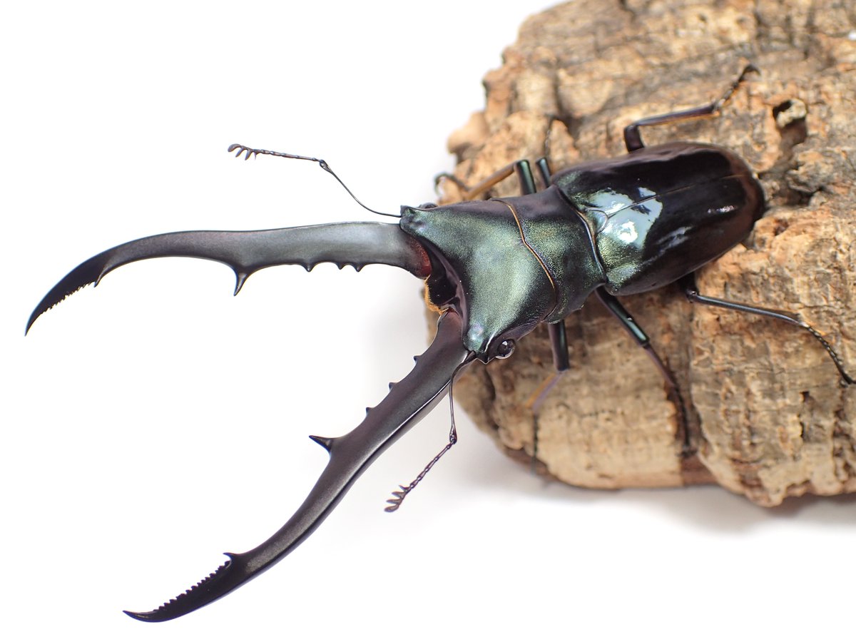 特大メタリフェルホソアカクワガタ　ペレン島 標本】ペレン島が染め上げた青いメタリフェル | わたくわの飼育記