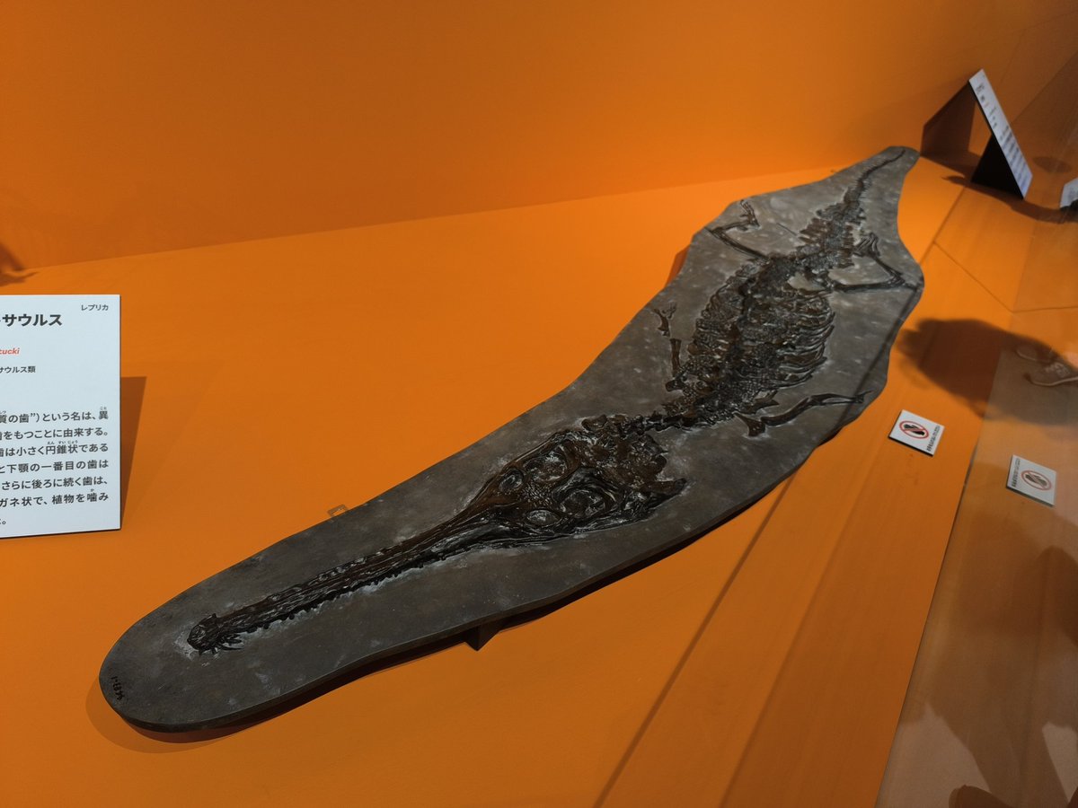 クラウダー@地学・古生物の姿 on X