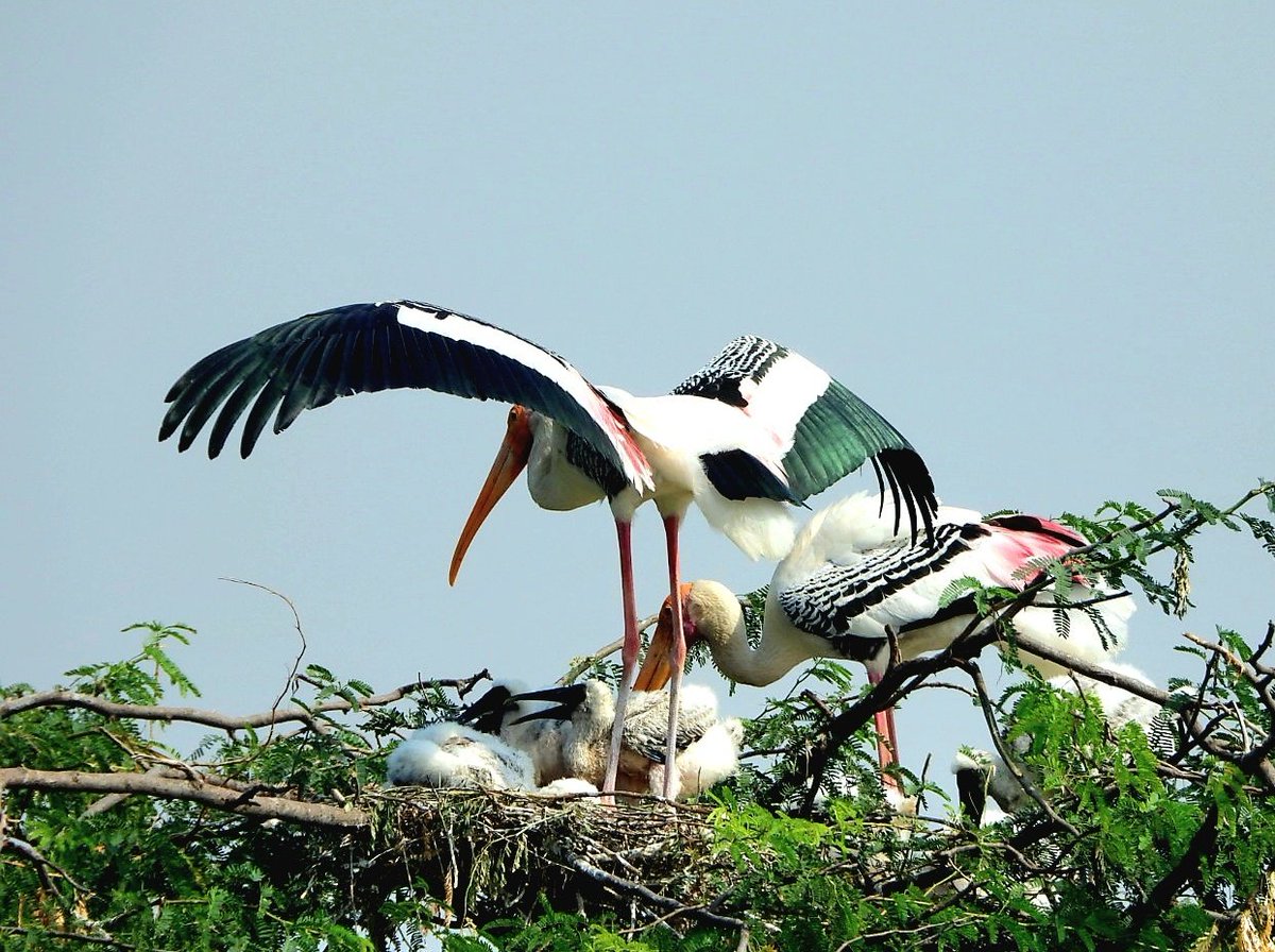 Painted stork couple protecting their chicks from harsh sun #IndiAves #ThePhotoHour #wildlifephotography #birds #birdwatching #birding #NaturePhotography  #BBCWildlifePOTD #TwitterNatureCommunity