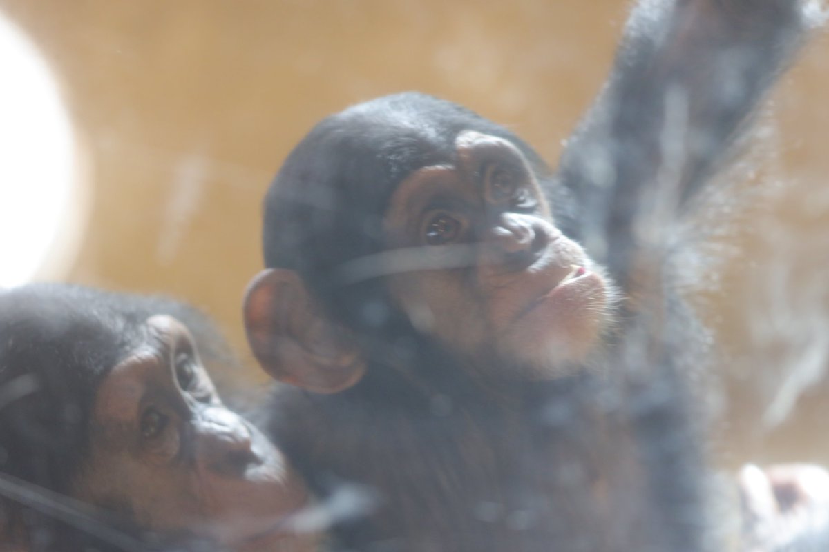 かげむしゃ on X