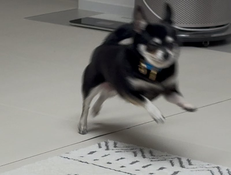 똥싸고 나면 너무 신나서 한바탕 우다다 함… 웃겨 진짜