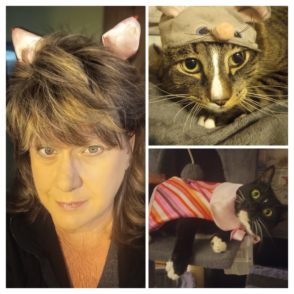 CindyHval's tweet image. Happy Halloween from us cats😻
#Halloween2025 #cats #costumes #kitties #HappyHalloween