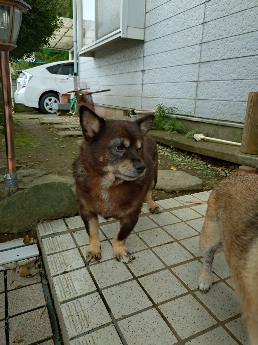 hide98860280's tweet photo. 飼い主死亡のため保護予定 https://t.co/UYf2EIYhhA
