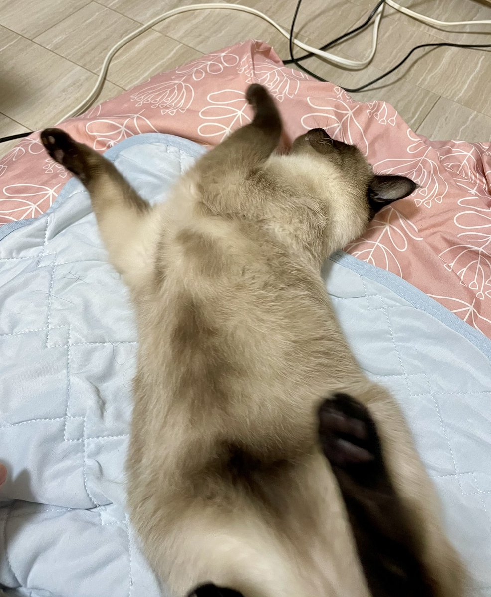 ジャム猫‼️ 0_2c4ed1cfb6114ea99d420a2dbdd6