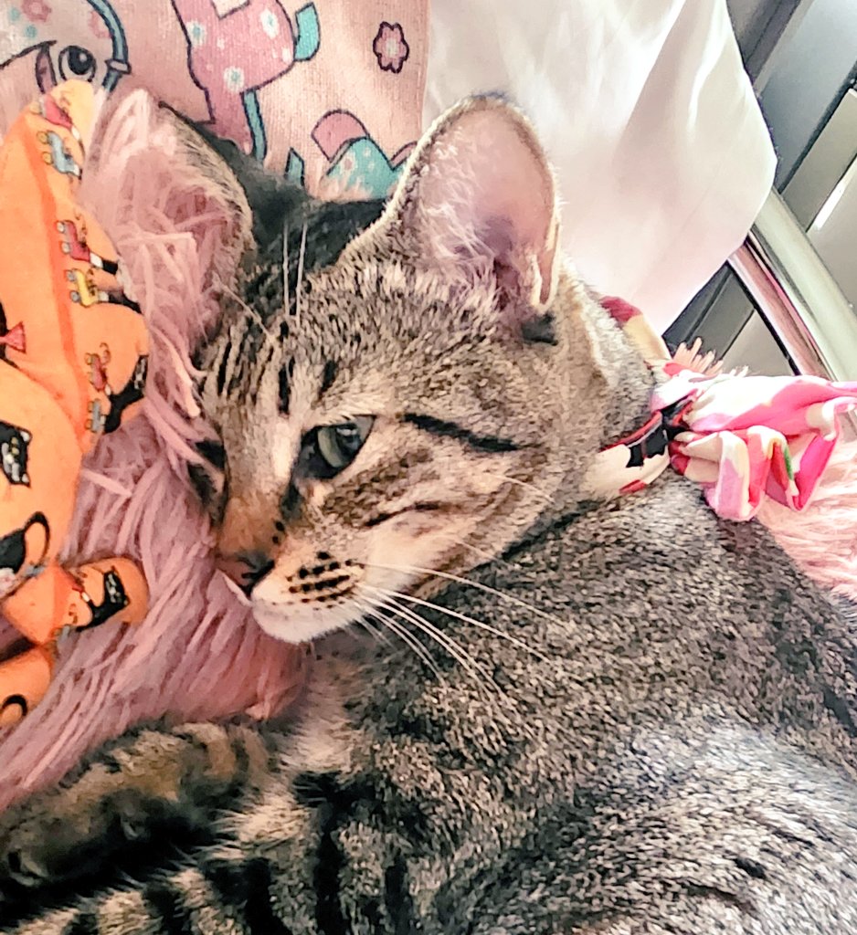 どこかの猫好き catsfamily on X