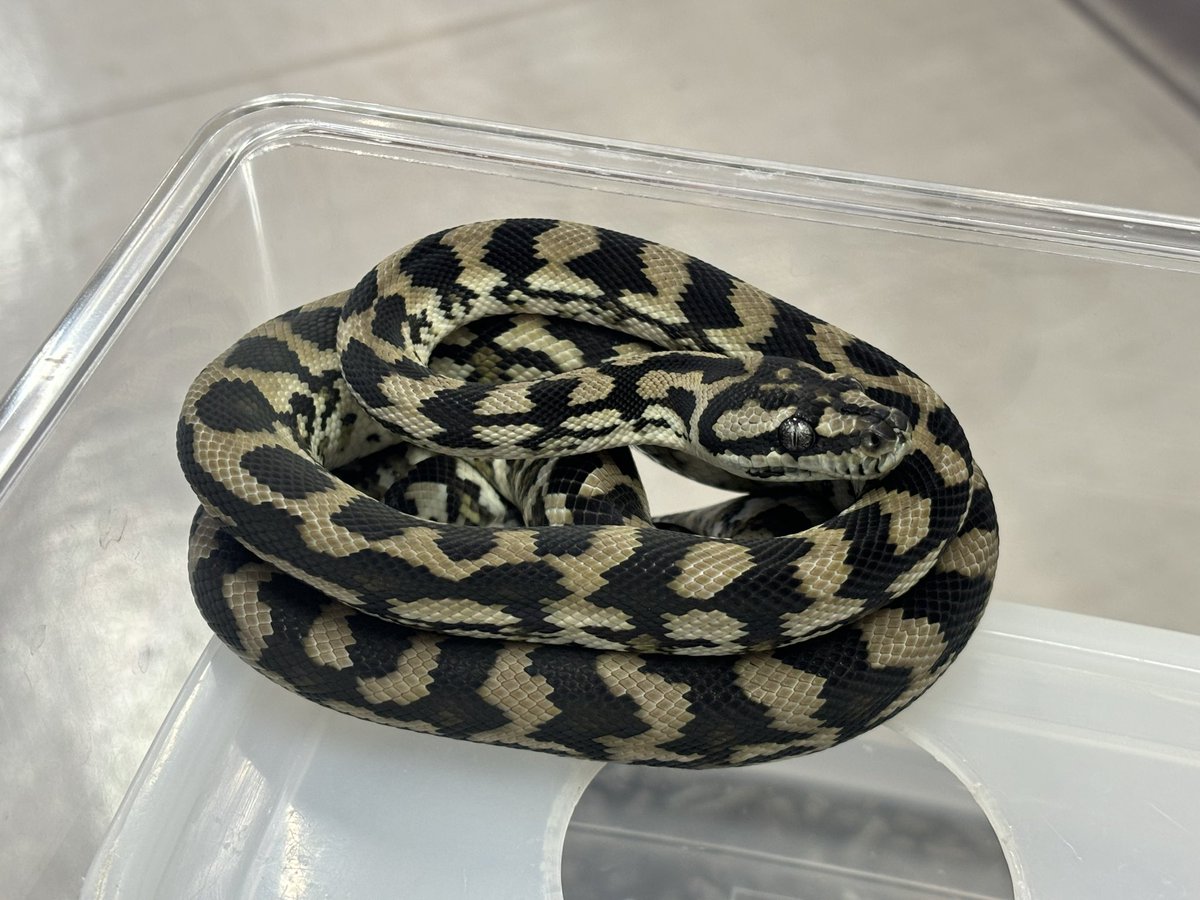 爬虫類倶楽部中野本店 本アカウント on X