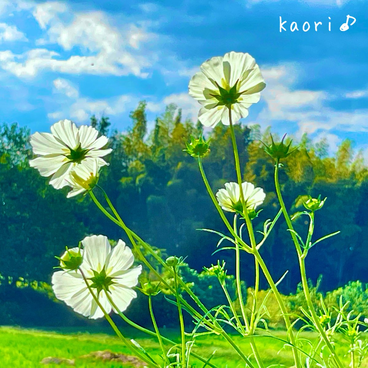 長坂香里(Kaori Nagasaka) on X