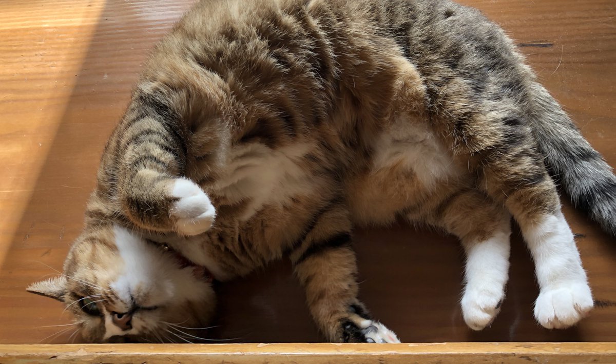 腰痛猫 on X