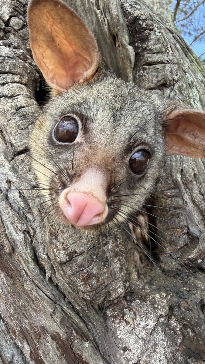 A story in three parts.

Living in Australia is pretty good sometimes.