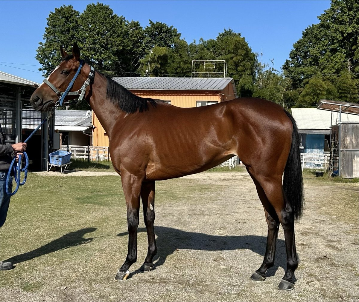 サタデーオークション on X