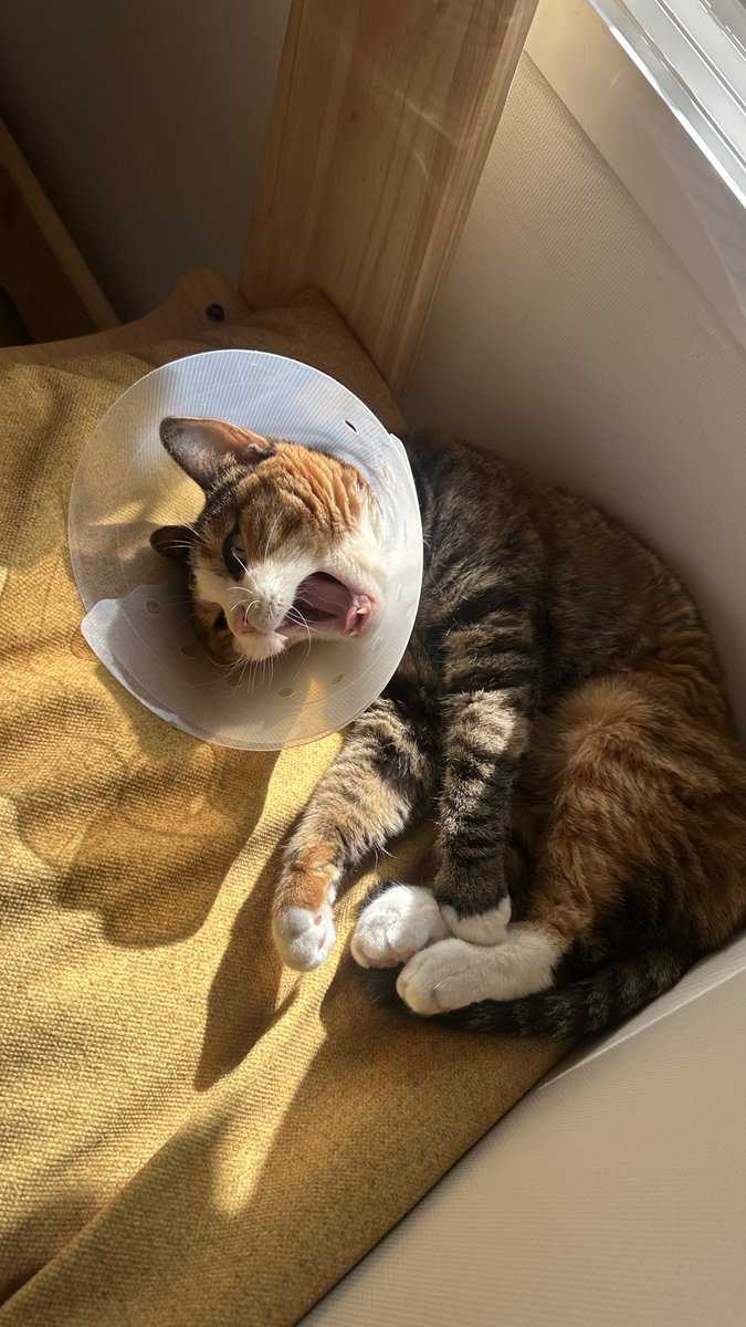 v2soo2's tweet image. 내일 드디어 실밥 풀러 가요 ✌️