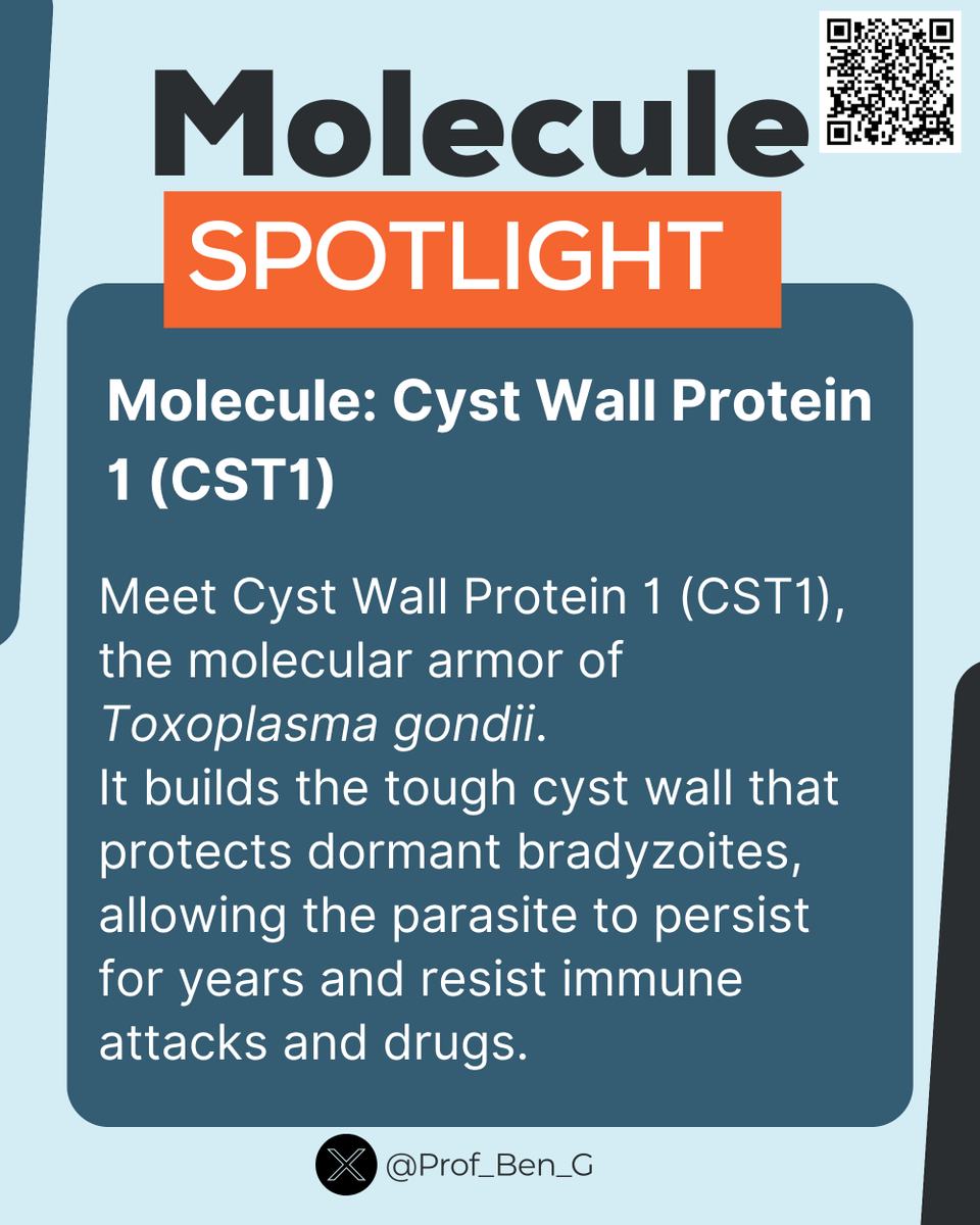 Prof_Ben_G's tweet image. Molecule Spotlight: 

Toxoplasma gondii’s Cyst Wall Protein 1 (CST1) forms the tough wall that protects dormant cysts inside host tissues, the parasite’s ultimate defense armor!

#ParasiteWatch #Toxoplasma #Parasitology #MoleculeSpotlight #InfectiousDiseases