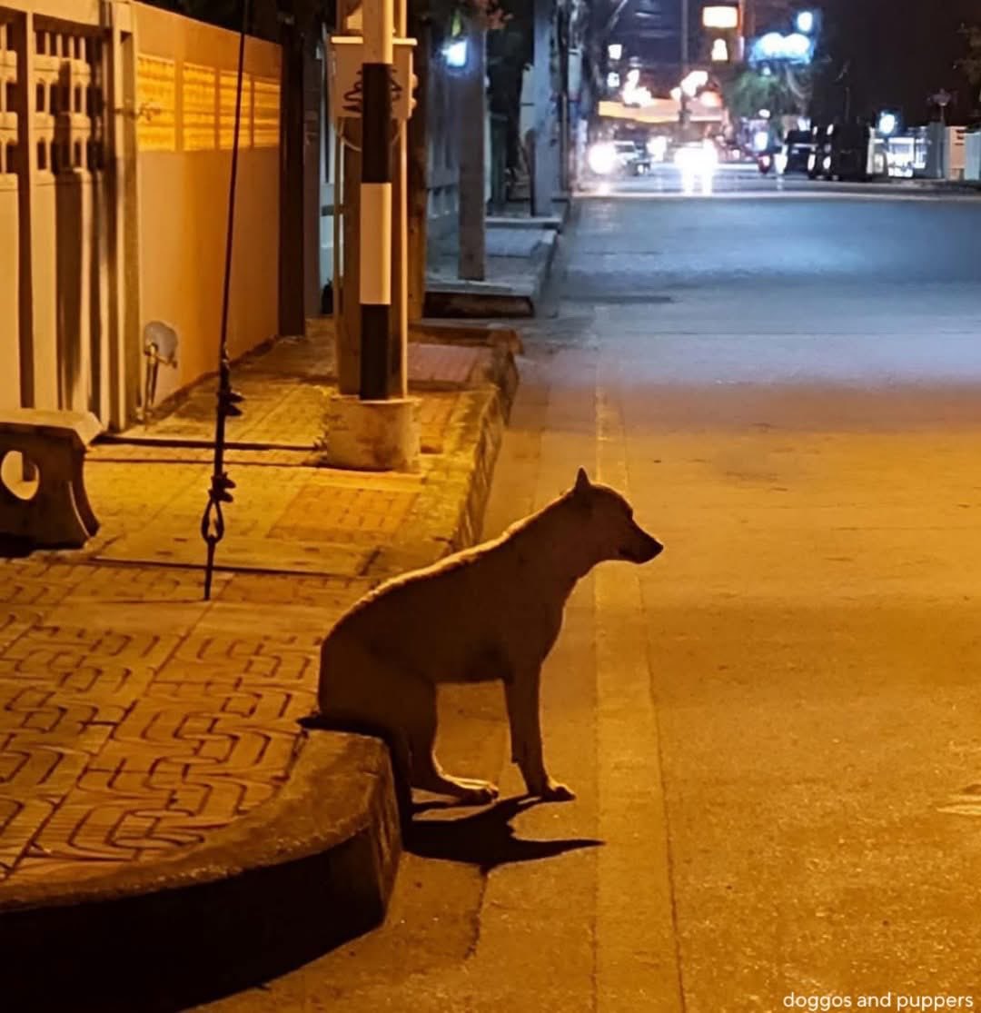 "A LIFE OF A STRAY DOG"

We don't have a schedule like breakfast, lunch, nor dinner. We don't have dog toys nor treats.

Every meal is a surprise for us. Even a pack of biscuit makes us the happiest and helps us survive one more day.

After all, we don't have anyone in this world