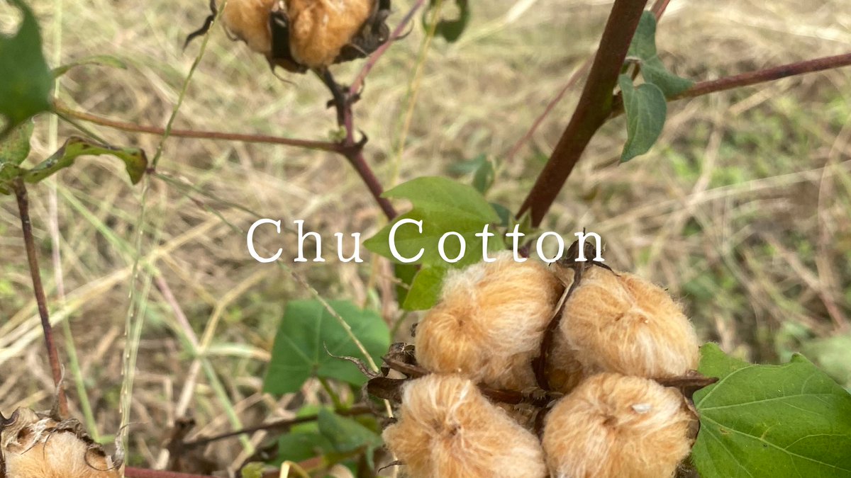 chu_org_cotton's tweet photo. Choose kindness, choose Chu Cotton.
はじめまして。Chu Cotton (ちゅこっとん)です🙌
私たちは、オーガニックコットン製品があたりまえに選択される世の中を目指して活動しています。
まだ始めたばかりのプロジェクトですが、応援してくださると嬉しいです🥰
#organic #高校生 #MYPROJECT #Cotton https://t.co/ZLg67caRJV