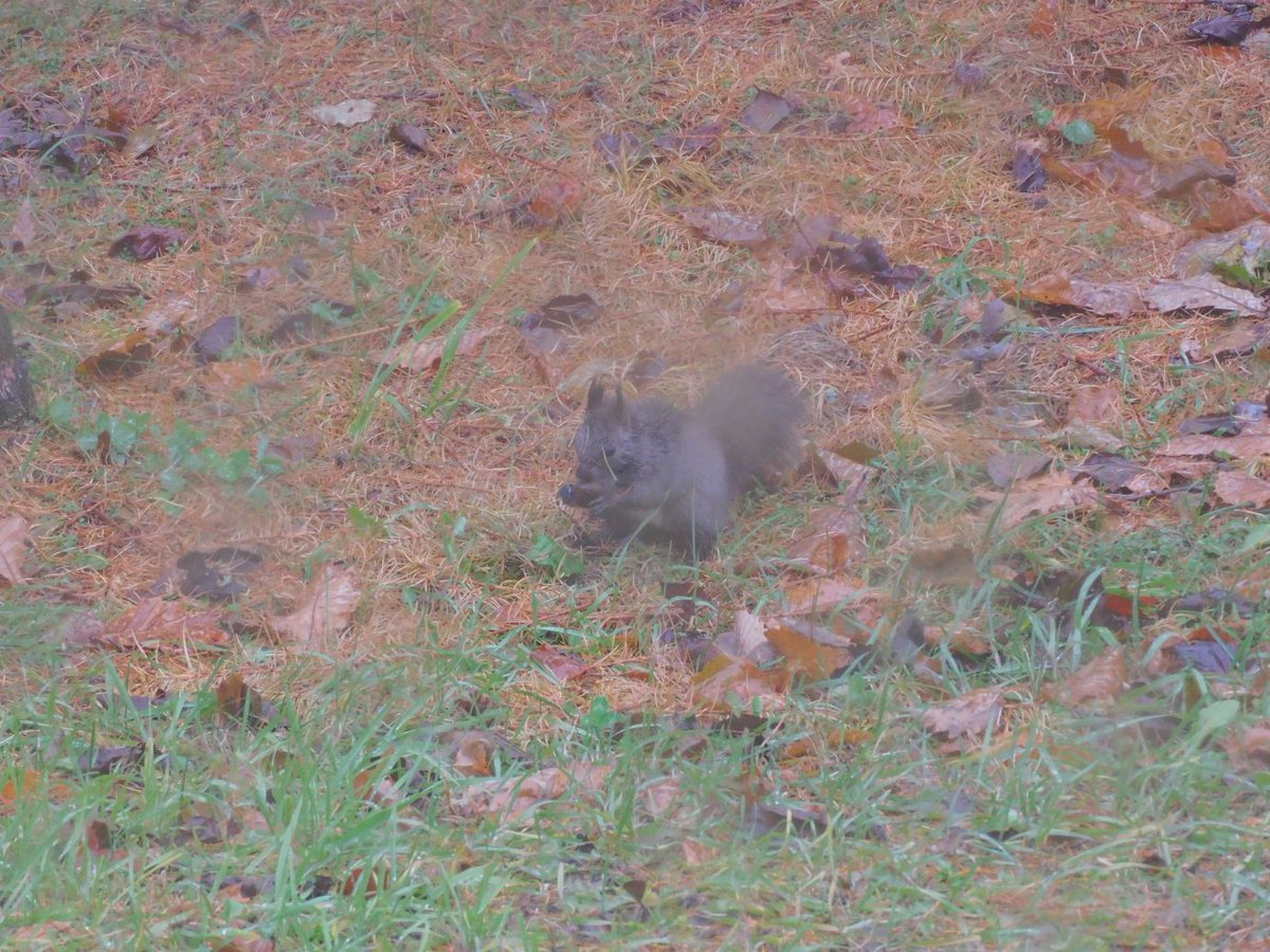 本日は大荒れの天気です。
そんな中、エゾリスが食べ物を探しに来ていました。
＃エゾリス　＃鶴居・伊藤タンチョウサンクチュアリ