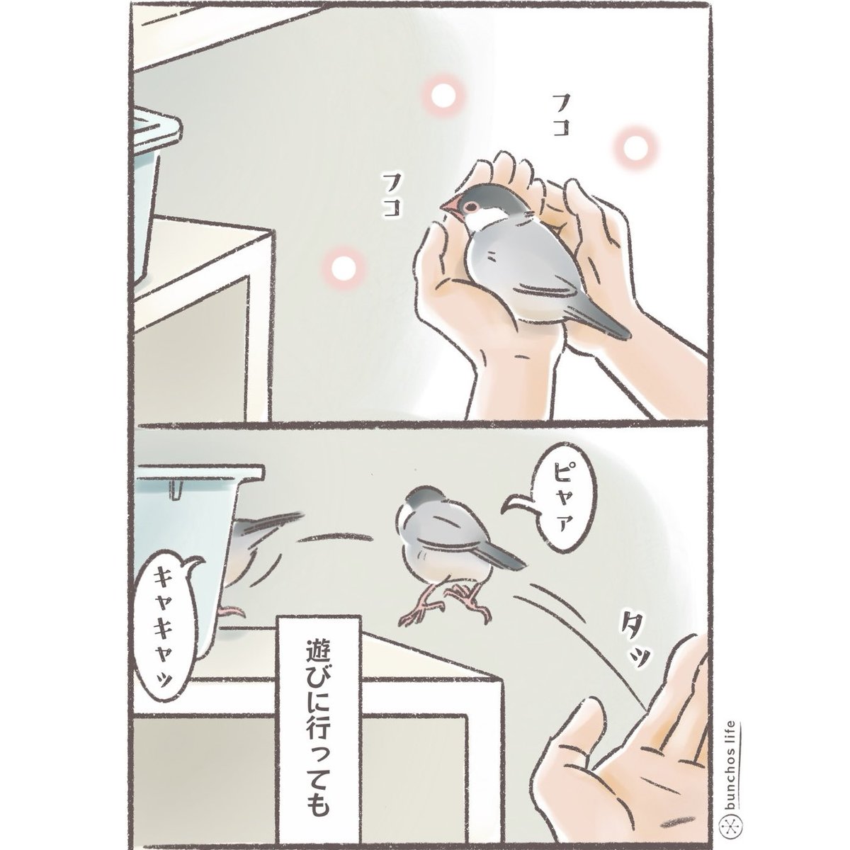 当たり前のように定位置に戻ってくる2号可愛い
#文鳥 
#4コマ漫画 

※2026カレンダー予約販売中
詳しくは固定ポストご参照✨
Amazon/楽天サイトもopen! 