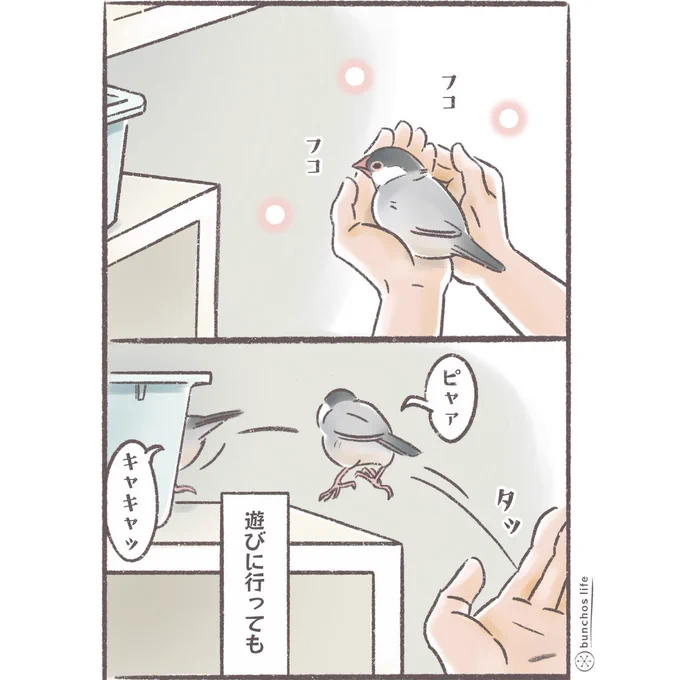 当たり前のように定位置に戻ってくる2号可愛い
#文鳥 
#4コマ漫画 

※2026カレンダー予約販売中
詳しくは固定ポストご参照✨
Amazon/楽天サイトもopen! 