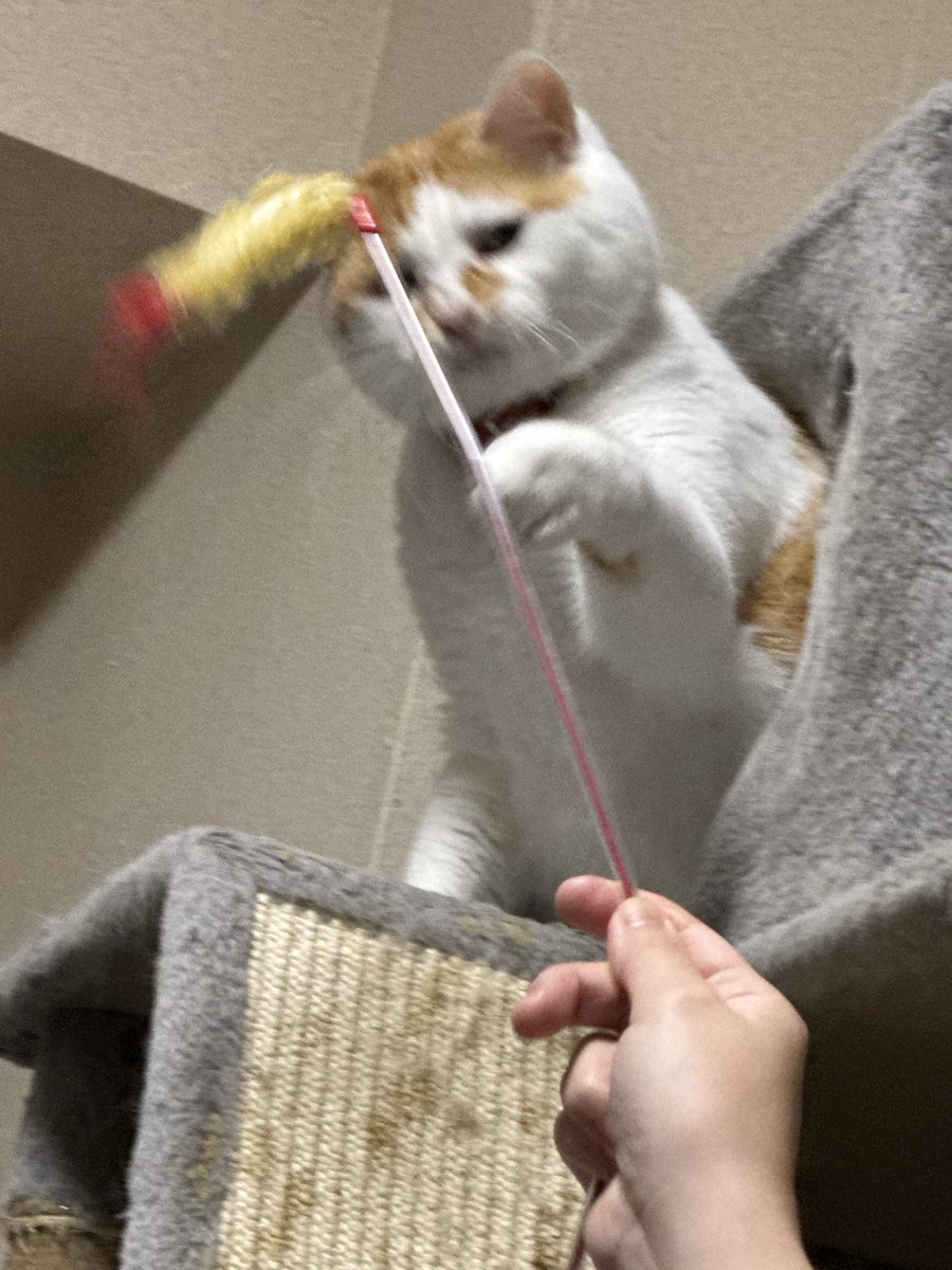 ひーちゃん@ザ・ヒーナキャット on X