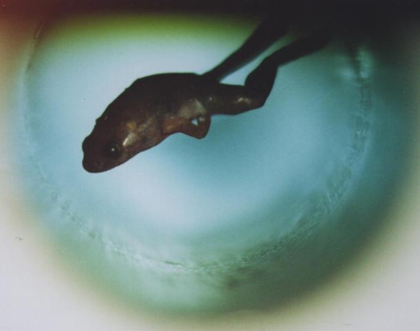 #DestelloUltravioleta

Hablamos sobre el experimento que hizo levitar a una rana mediante un campo magnético. La risa también puede ser el camino al conocimiento.

Solo aquí en <a href="/RadioUdeG/">Radio Universidad de Guadalajara</a> 

<a href="/dimeChascona/">Anabel Casillas</a> <a href="/aquelricardo/">Ricardo</a> <a href="/AzaelSG/">Azael López</a> <a href="/Fabianecr/">Fabián Cázares</a>