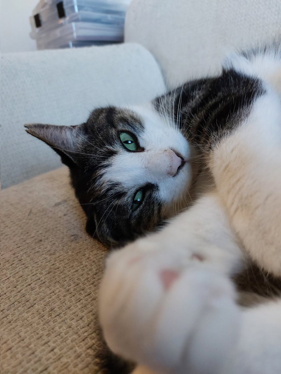 昨日はゴンのおうち記念日5周年～🎉
あっという間に5年も経ってる

これからも健やかにのびのびと過ごしてね～☺