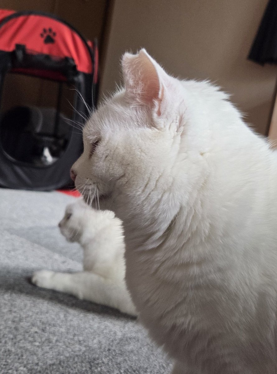 ちったん ちったん (@NYANMARUKE) / Posts / X