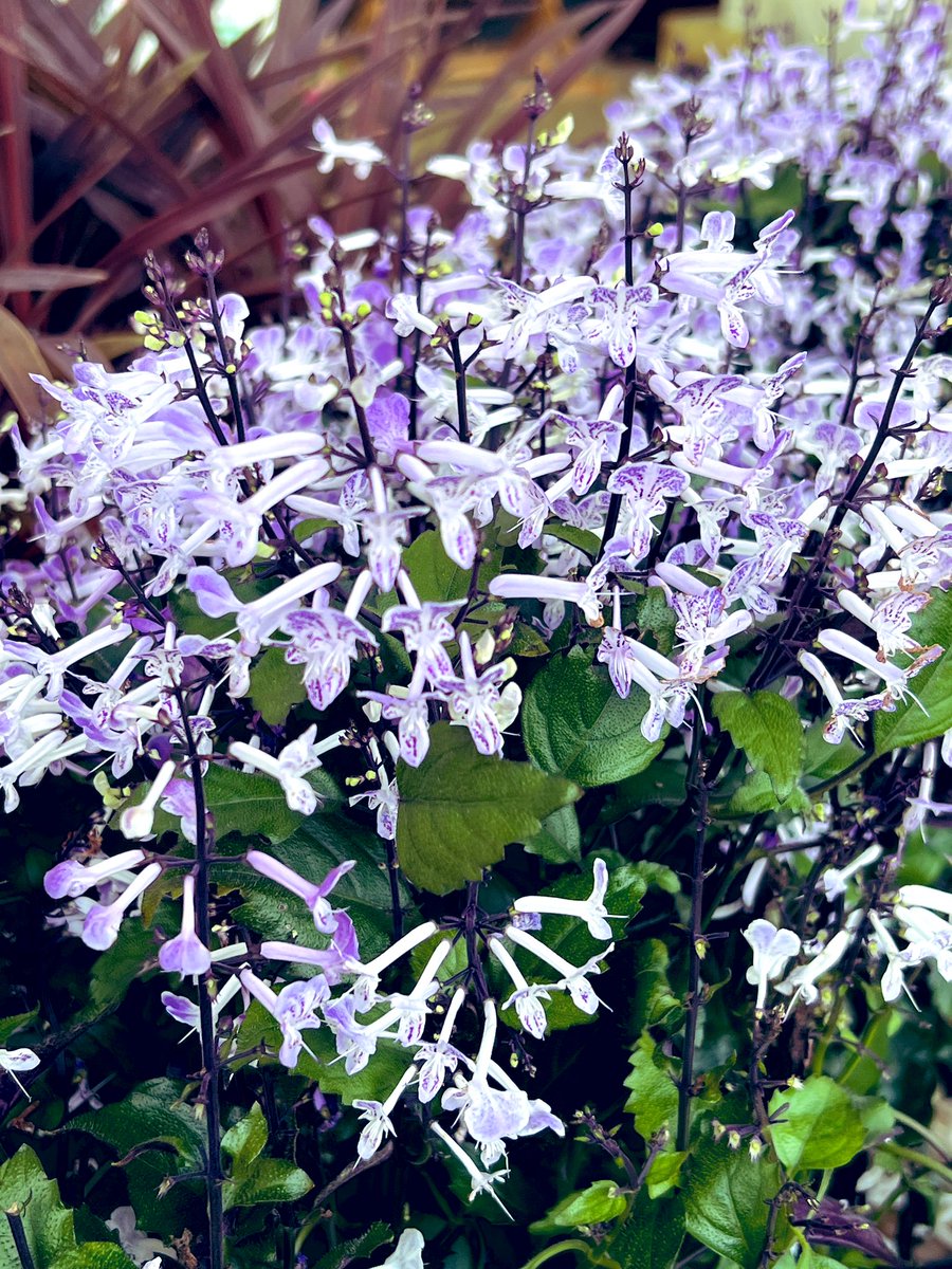 かっちゃん on X