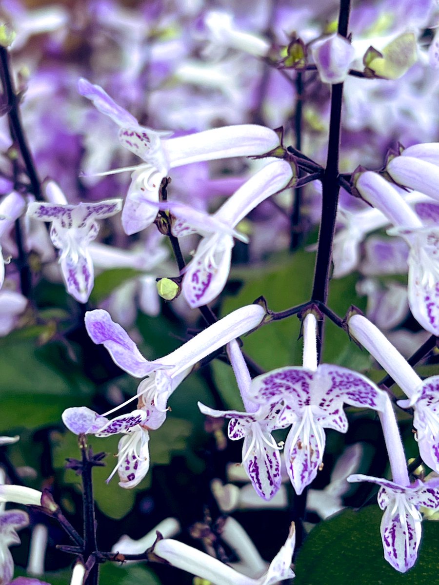 冬花ページ zen to｜ひがし ちか I AM JIKINEKO フラワーベース/花器 ネコ