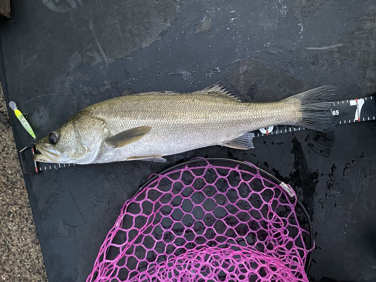 N兄 (@N83113207) / Posts / X