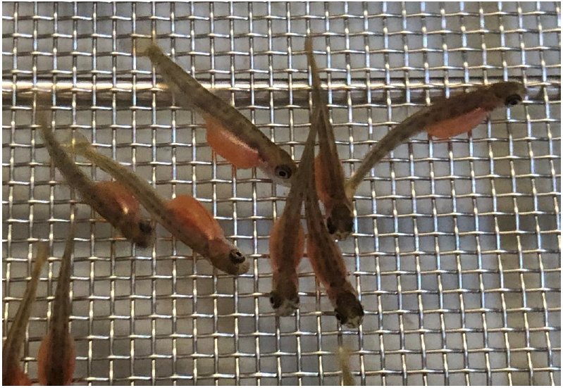 𝘉𝘭𝘢𝘤𝘬𝘈𝘯𝘨𝘭𝘦𝘳 on X