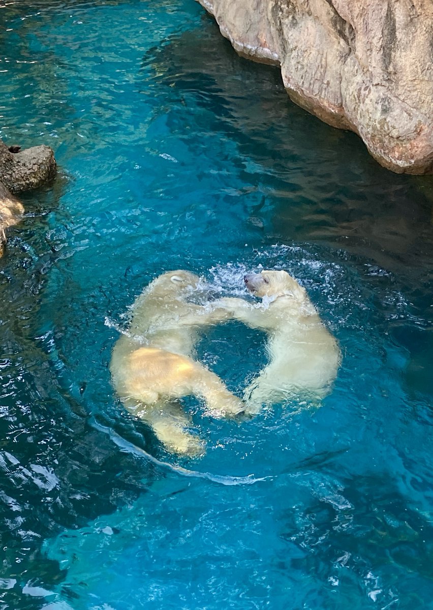 ラララライッ　11月だよっʕ•ᴥ•ʔ

#ライ　#イッちゃん　#ズーラシア　#ホッキョクグマ　#polarbear