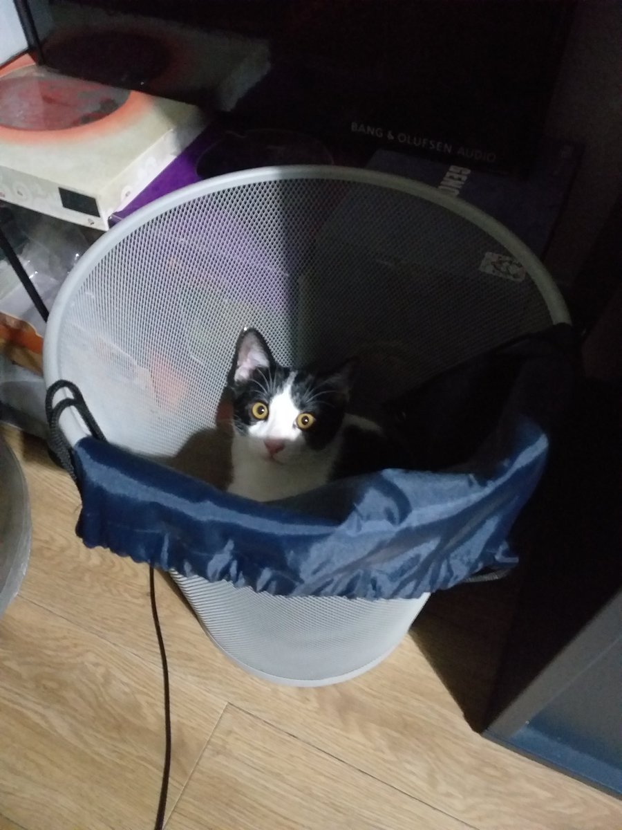 Le preparo su cama y su rincón para que esté como un rey y prefiere la puta papelera.