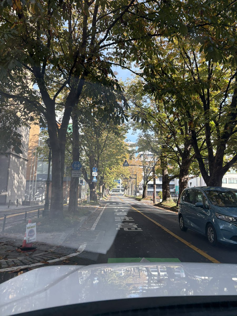 staff_oninoko's tweet image. この美しい並木道が目印です！
#鬼の子CS