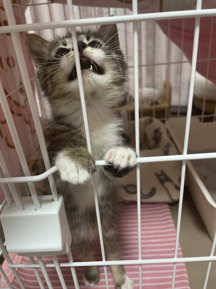 rominyaaan's tweet photo. ここから出せーって
言ってそうなろみさん
今日も元気いっぱい
 #ねこのいる暮らし https://t.co/sONdMa6trR