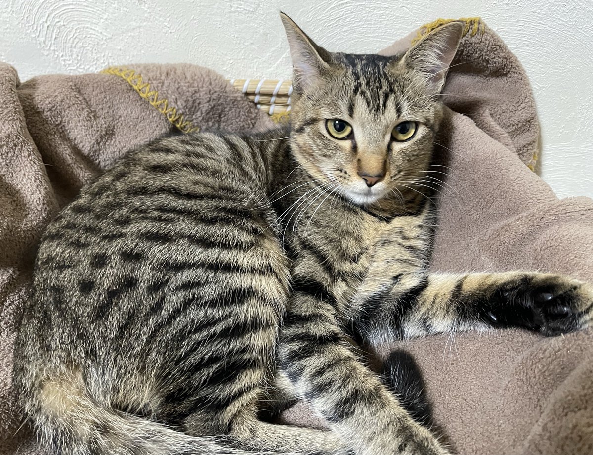 😸あんず&寅一&すもも🐯 on X