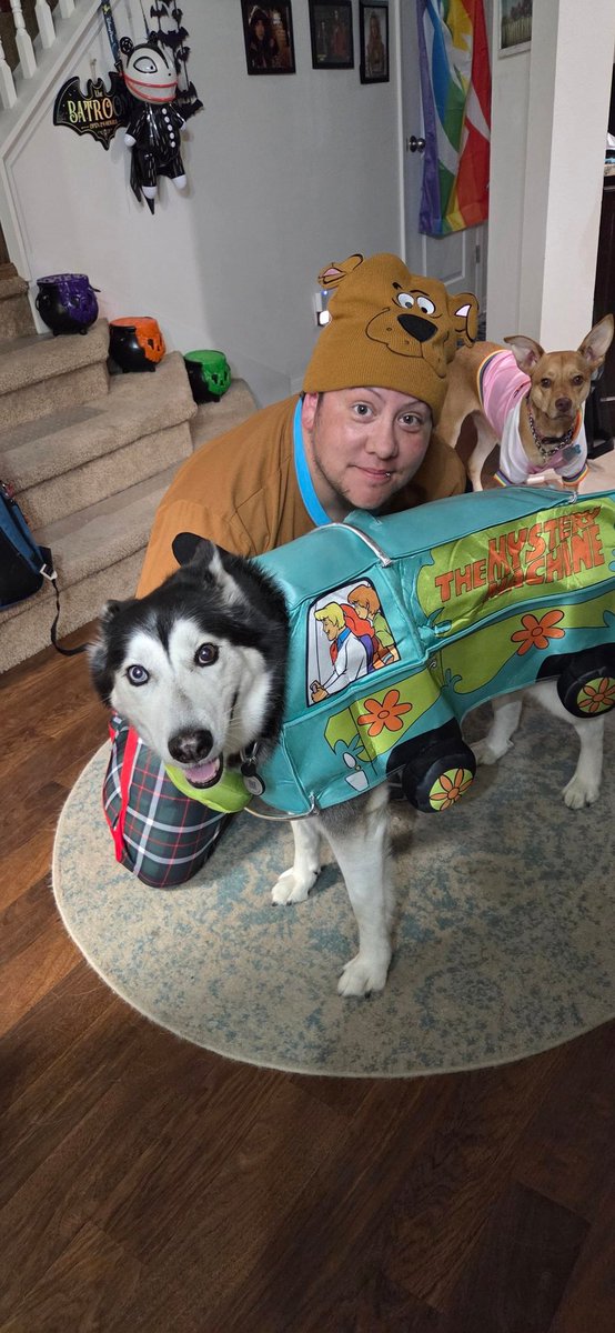 Jasper - If lost, return to Kat Barrell tweet media