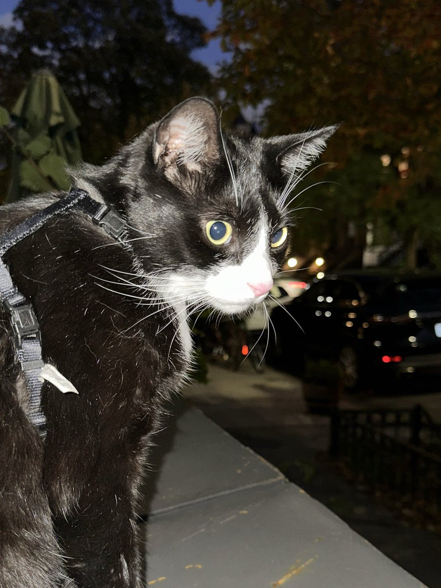 XsinandtonicX's tweet photo. Been passing out candy to the neighborhood and brought one my cat out and everyone is losing their minds #mrgarbage https://t.co/63e9TIwbua