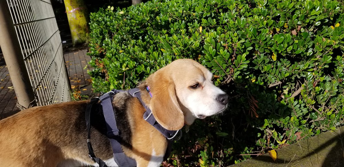 気持ちよく晴れたのに、誰もいない。
お寂し山のボク😢