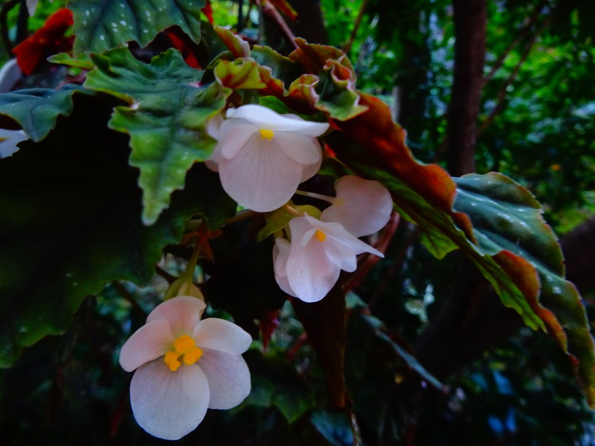 よしだ2号 (@begonia_ysd) / Posts / X