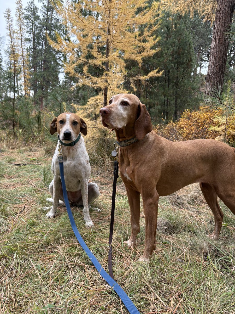 Checking out the last of the fall foliage. I’ve got one dog who knows how to regally pose and one who always looks like she’s in the process of being tortured.
