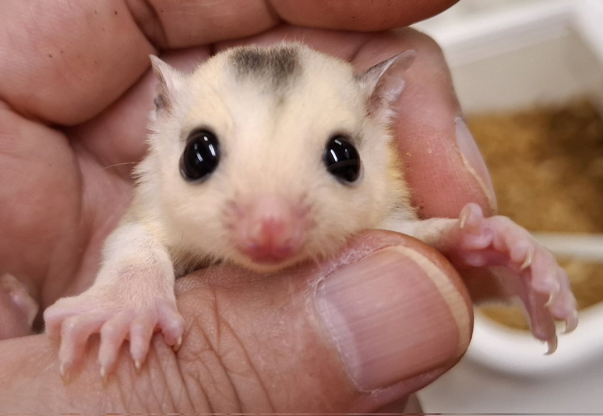 torazoukun99's tweet image. おはようございます☀️
本日のベビー🍼
モザイク・ヘテロプラチナ女の子💖
#roundface