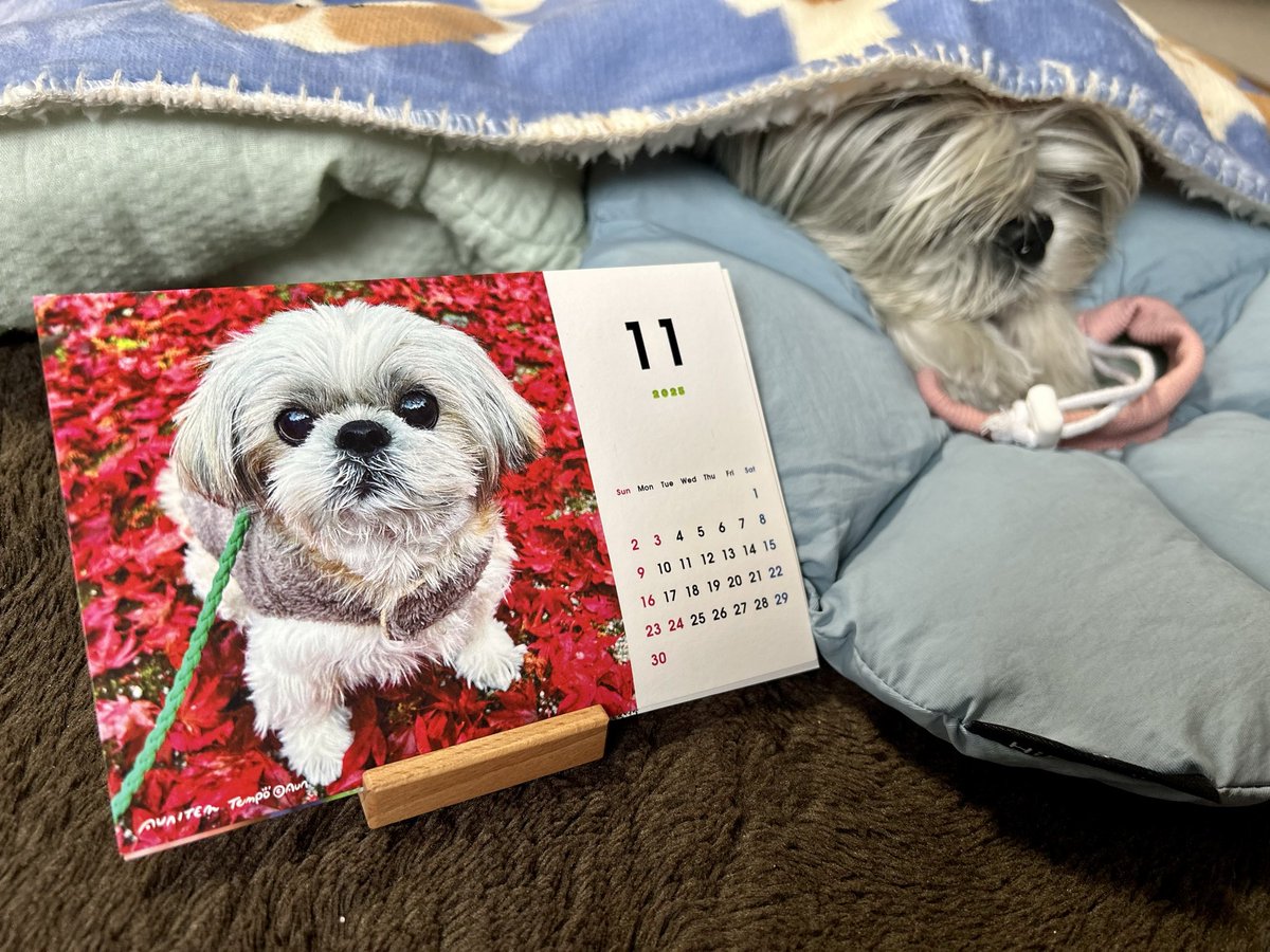 Post by シーズー犬あうんのてんぽ【公式】AUN?? on X: きょうから11月