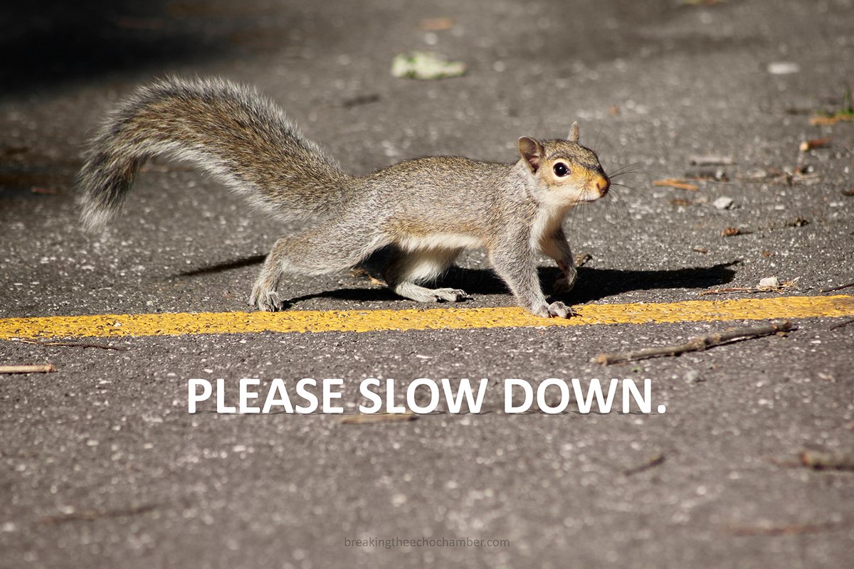 Young wildlife are venturing out on their own — squirrels, skunks, and others learning to survive before winter. Sadly, that means more animals near our roads.

💚 The kindest thing we can do: slow down.

They’re just trying to find food and a home before the frost.