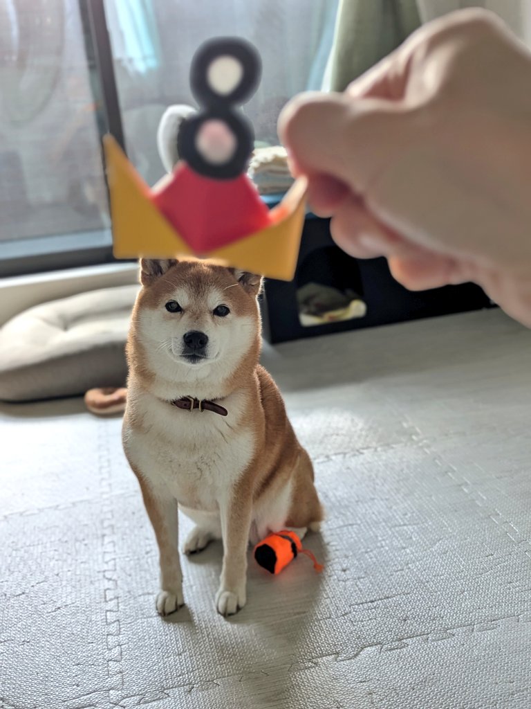 柴犬わさび＆くろ吉 (@aka_kuro_shiba) / Posts / X