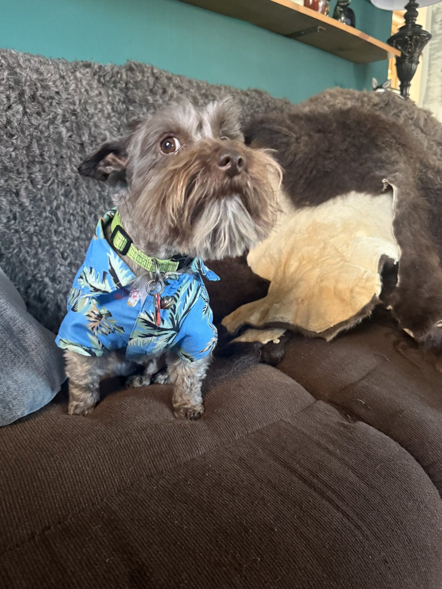 _Cartrr's tweet image. He wanted to be @Wendigoon8