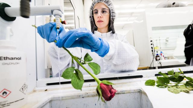 #DestelloUltravioleta

Eleni Stavrinidou es pionera en bioelectrónica vegetal. Plantea dispositivos dentro de plantas vivas, permitiendo medir o incluso modificar procesos fisiológicos internos.

<a href="/RadioUdeG/">Radio Universidad de Guadalajara</a> 

<a href="/dimeChascona/">Anabel Casillas</a> <a href="/aquelricardo/">Ricardo</a> <a href="/AzaelSG/">Azael López</a> <a href="/Fabianecr/">Fabián Cázares</a>