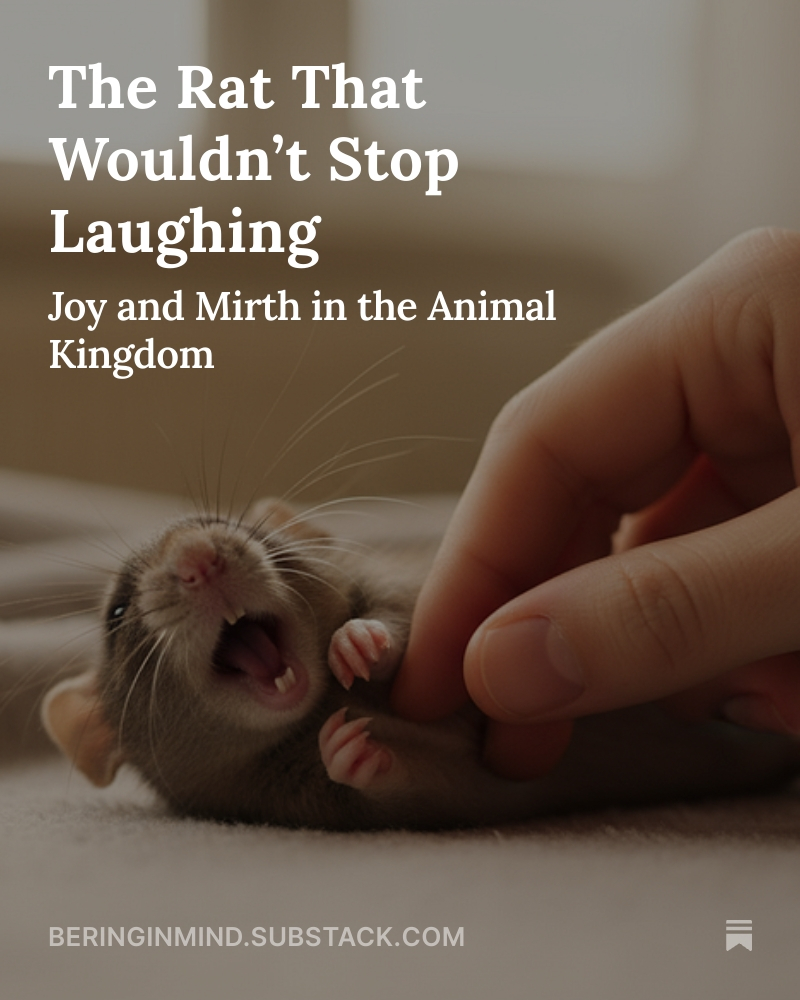 Are we the only species with a sense of humor? What the science says: beringinmind.substack.com/p/the-rat-that…